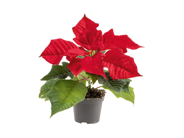 Mini Poinsettia