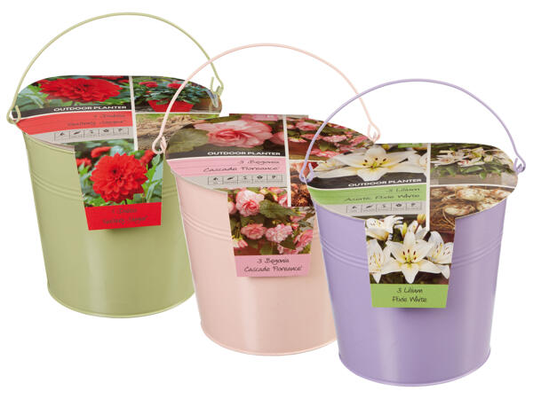 Blumenknollen im Zinkkübel