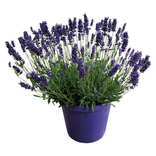 Lavender Plant