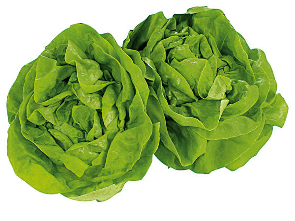Österreichischer Häuptelsalat