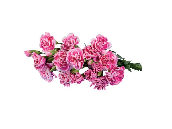 Bunch of Carnations
