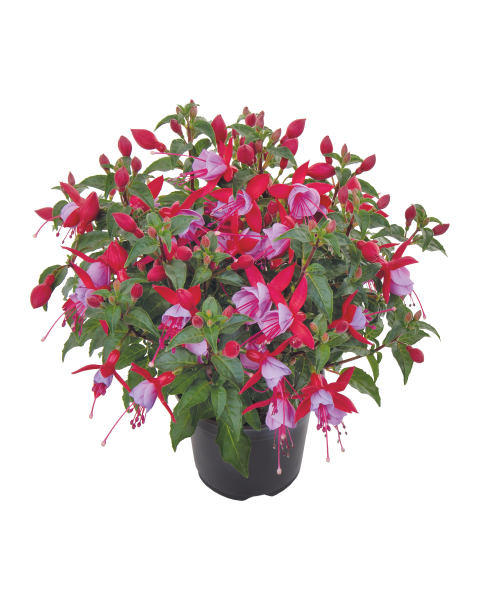 1L Summer Bedding