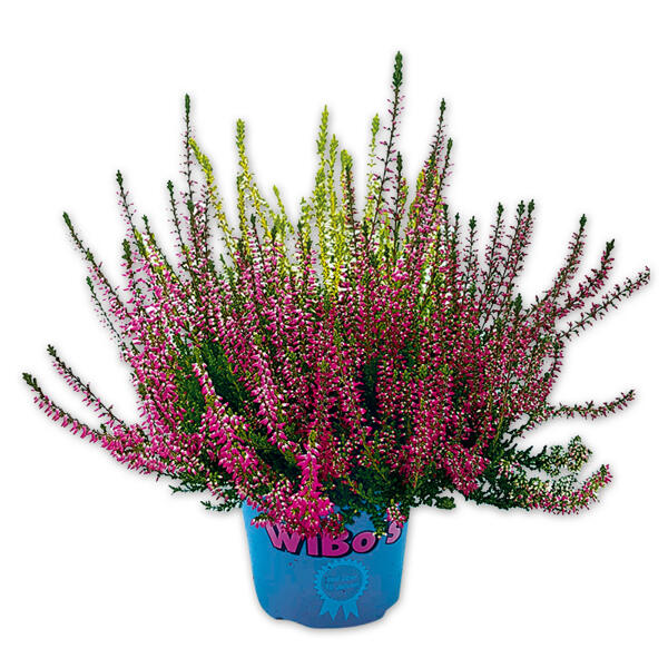 Calluna