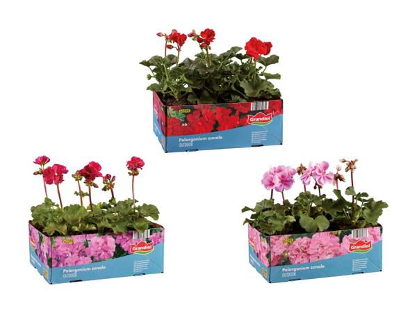 Pelargonie