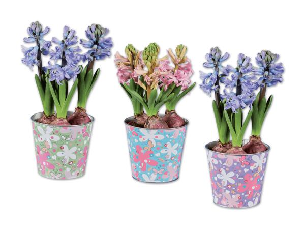 Blumenzwiebel im Frühlings-Zinktopf