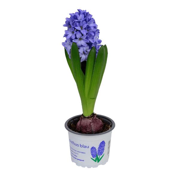 Hyacint, 9 cm
