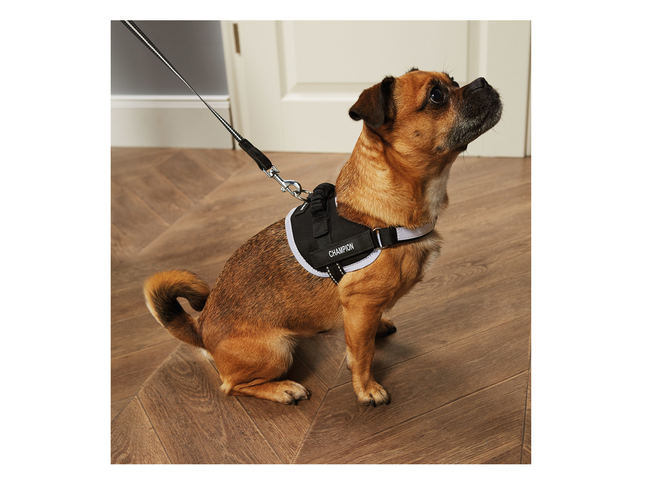 Zoofari Dog Harness1