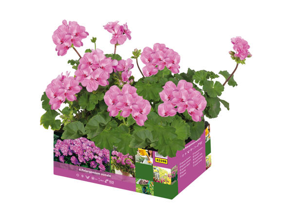 Pelargonie i 6'er bakke