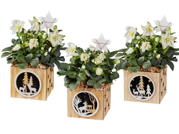 Helleborus in wooden pot