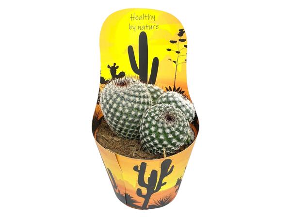 Cactus