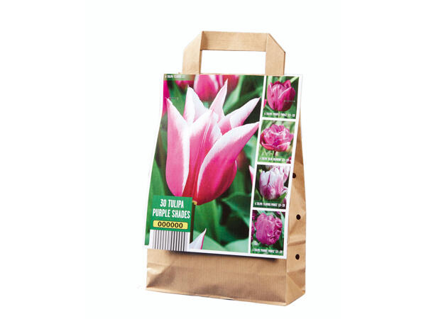 Tulpenzwiebeln Ton in Ton