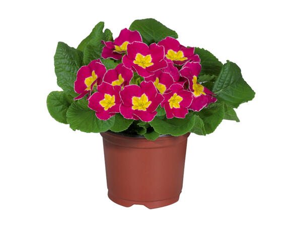 Primula Acaulis