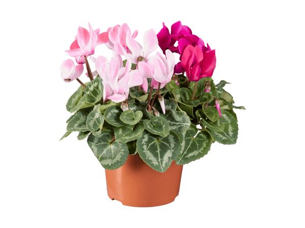 Trio de cyclamen
