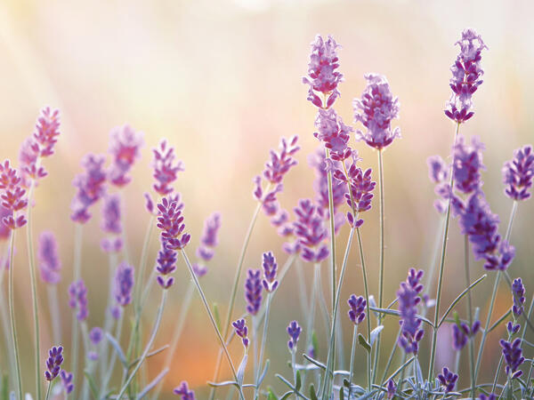 Lavendel angustifolia