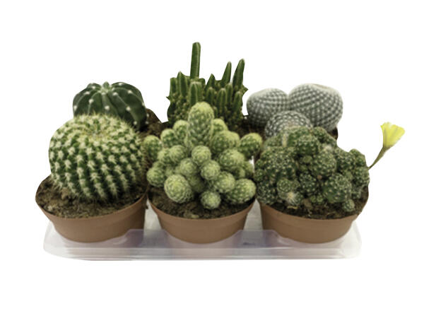 Cactus or Succulent
