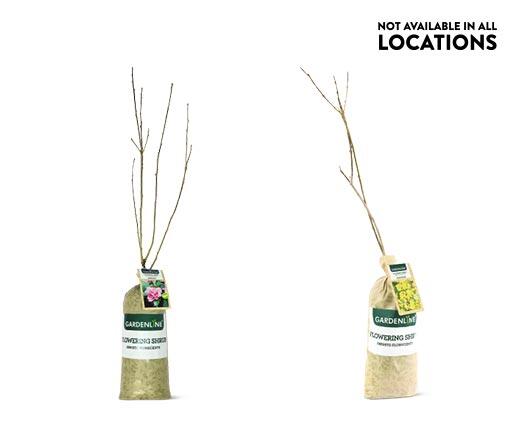 Gardenline 
 Flowering Shrub Assorted Varieties
