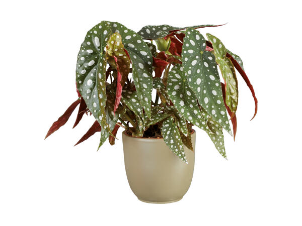 Begonia maculata