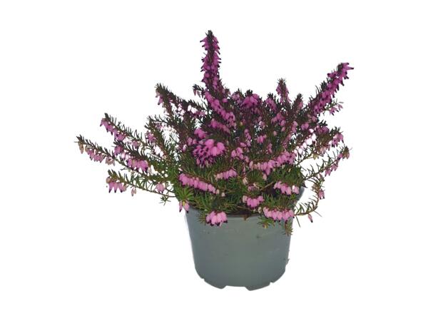 Small Flowering Heather