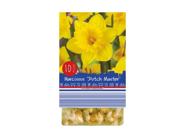 Forårsblomsterløg