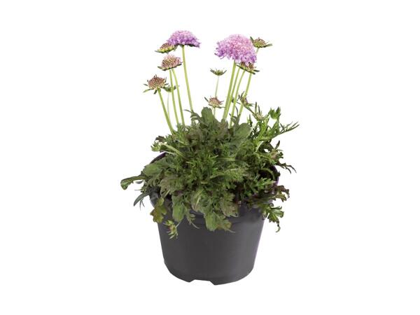 Primavera Garden Plant Mix