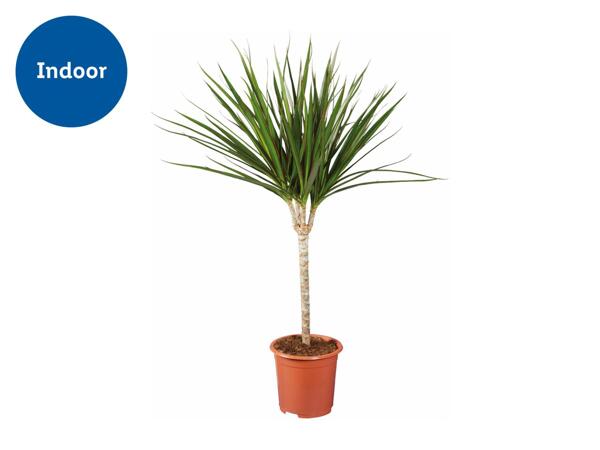 Houseplants
