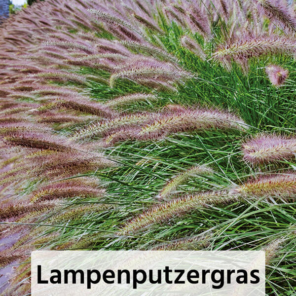 Miscanthus Ziergras-Mix