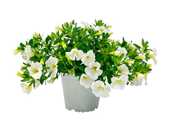 Calibrachoa