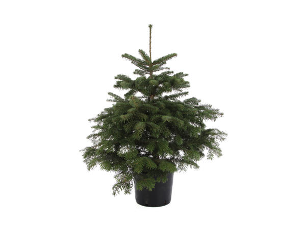 Juletræ i potte, nordmannsgran