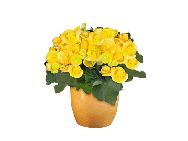 Easter Flowering Plant