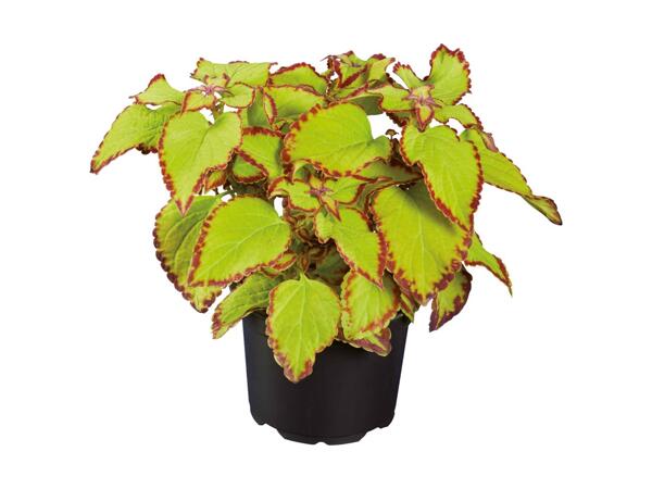 Paletblad coleus