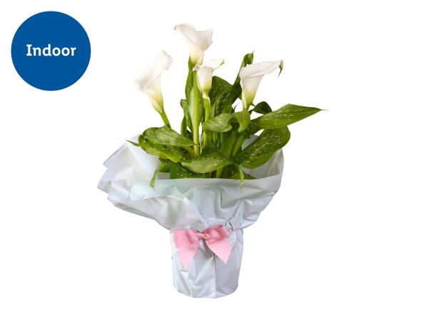 Gift Wrapped Calla Lily