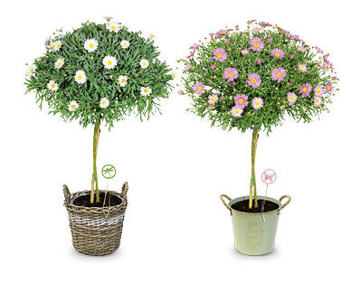 GARDENLINE Pianta di margherite