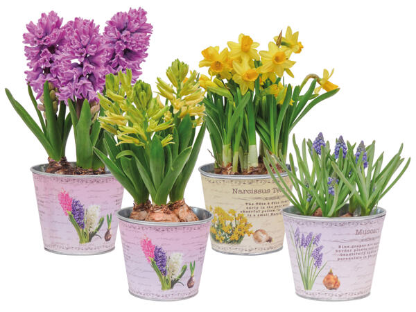 Blumenzwiebel im Nostalgie-Zinktopf