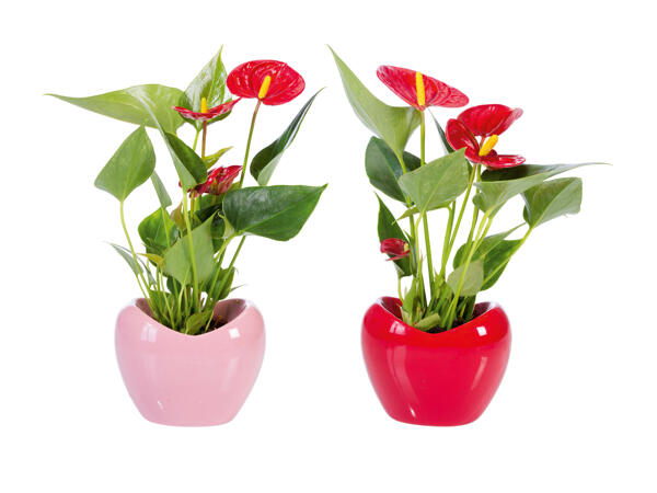 Anthurium dans un pot en céramique en forme de cœur