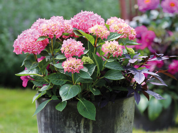 Hortensia
