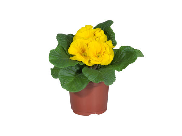 Primrose