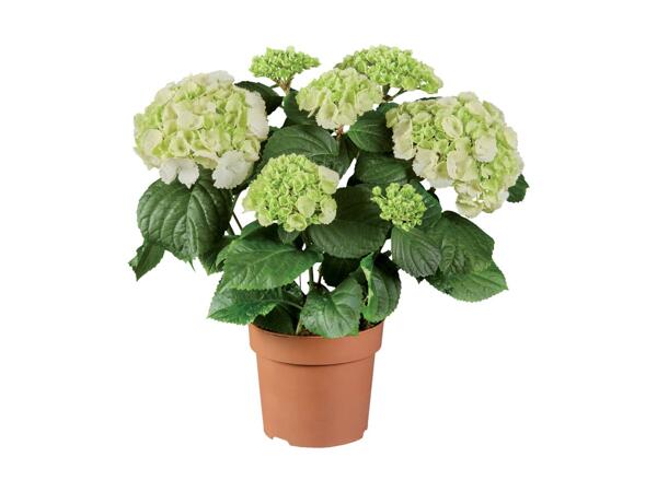 Hydrangea