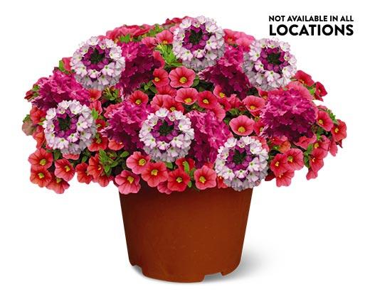 Summer Premium Patio Planter