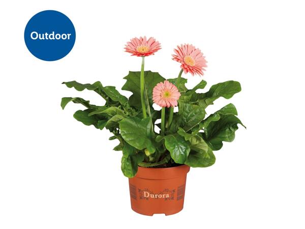 Potted Gerbera