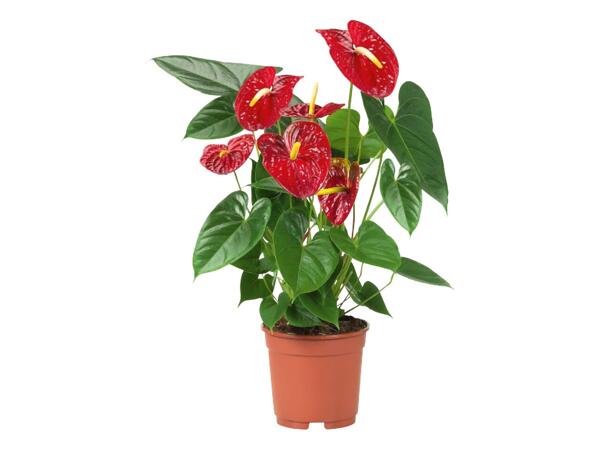 Flowering Gift Plant