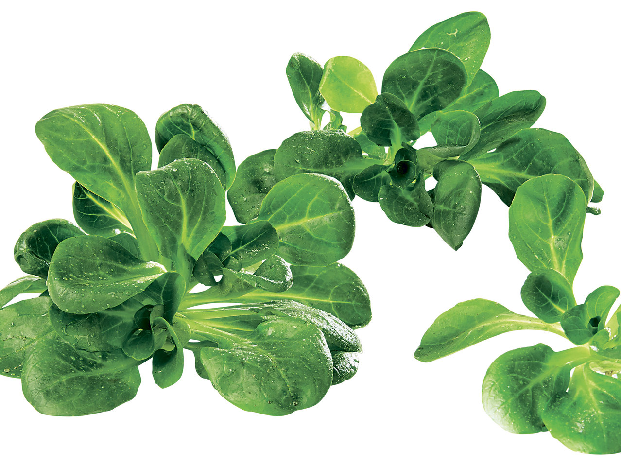 Vogerlsalat