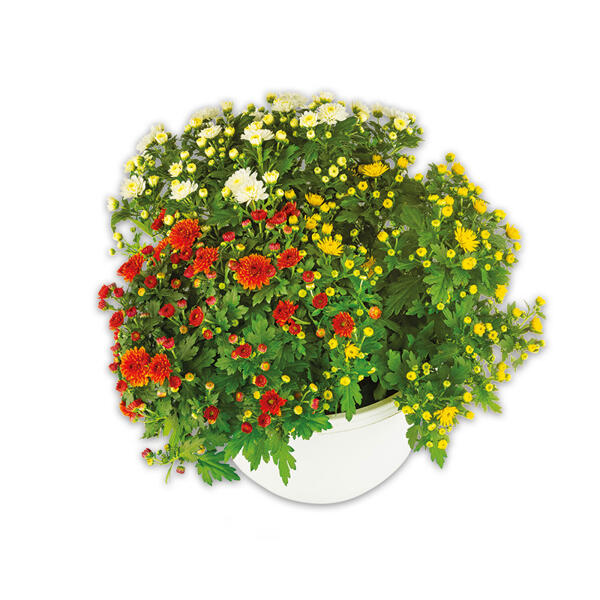 Trio Chrysantheme multiflora