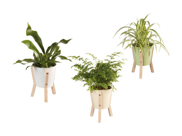 Piante verdi in vaso di zinco con supporto in legno