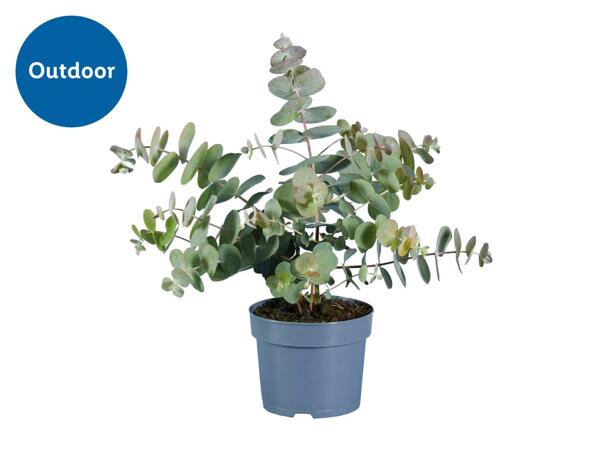 Eucalyptus Mix