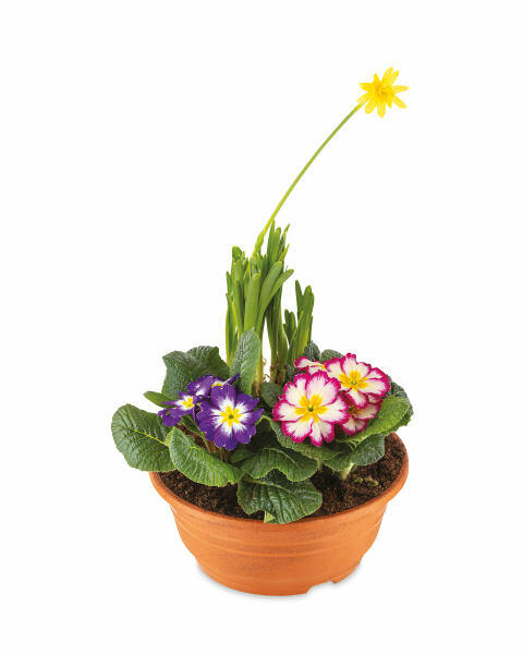 Garden Grá Terracotta Spring Bowl