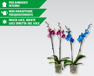 Phalaenopsis Royale
