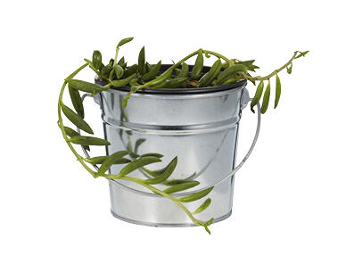 String of Pearls or Beans