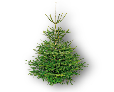 Sapin Nordmann