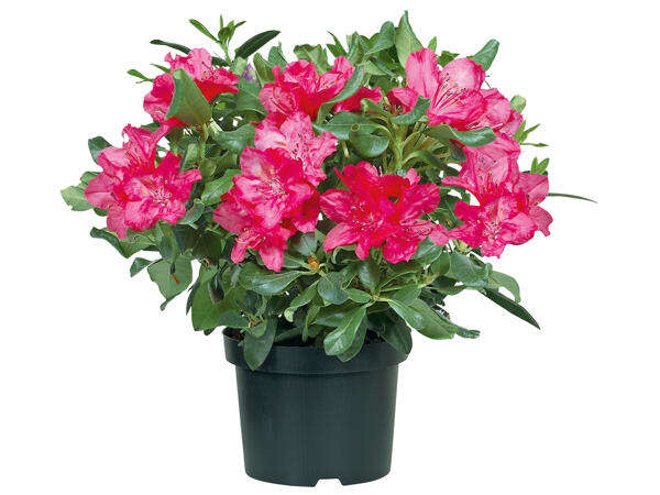Rhododendron