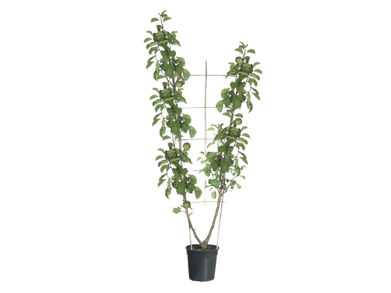 Duo Fruit Trees on Trellis
